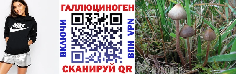 Псилоцибиновые грибы Psilocybine cubensis  Малаховка 